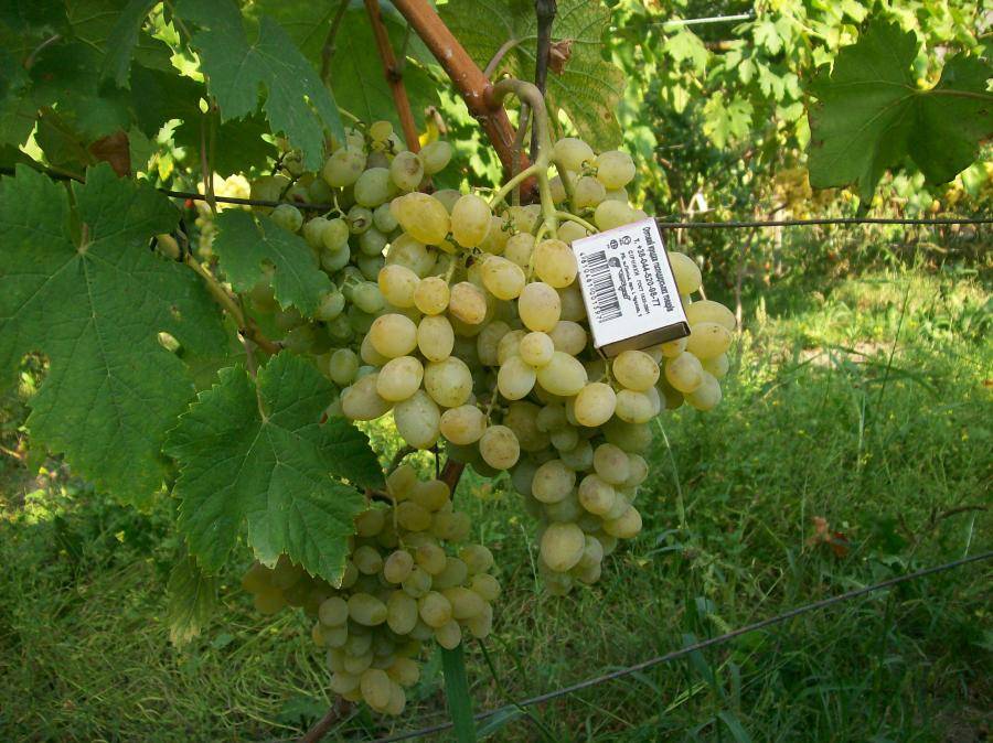 Описание сорта винограда Восторг, сравнение белого, красного и розового сортов