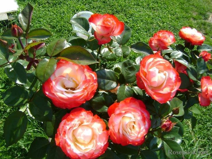 Как правильно посадить, ухаживать и лечить двухцветную розу ностальжи