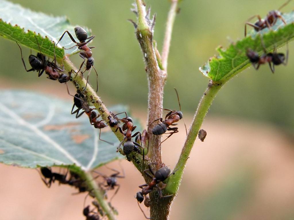Как бороться с муравьями в теплице народными средствами