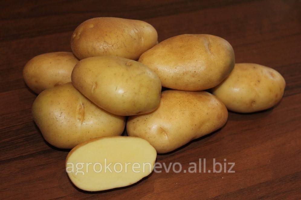 Картофель гулливер: характеристики сорта, урожайность, отзывы