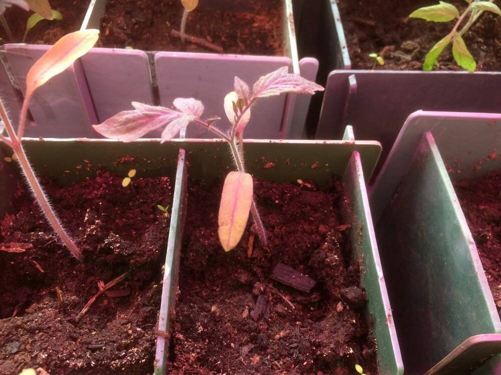 Почему у рассады помидор фиолетовые листья