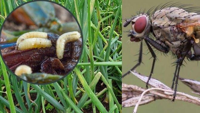 Луковая муха - методы борьбы с ней: фото, народные средства