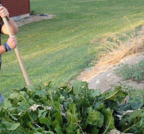 Как избавиться от хрена в огороде навсегда: вывести и уничтожить на садовом участке и даче
