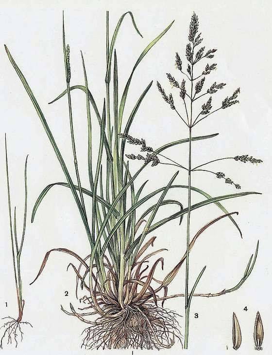 Мятлик луговой для газона, его описание и применение как газонной травы
