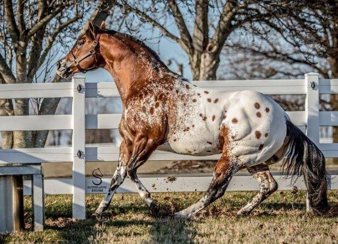 Самые необычные лошади: ТОП редких и красивых мастей и пород лошадей в мире