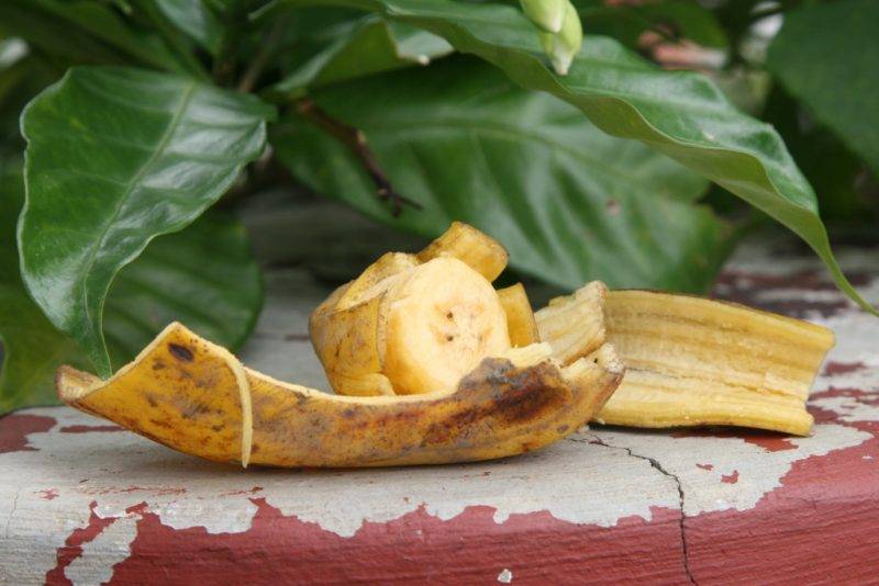 Банановая кожура как удобрение для комнатных растений