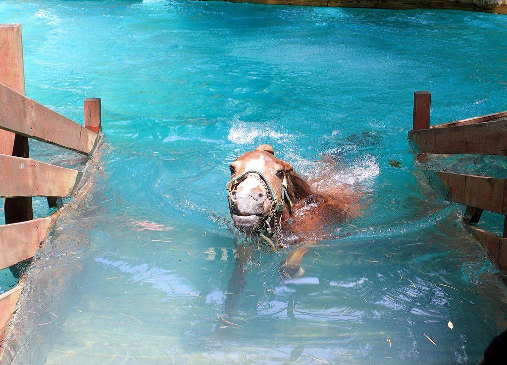 Умеют ли лошади плавать?