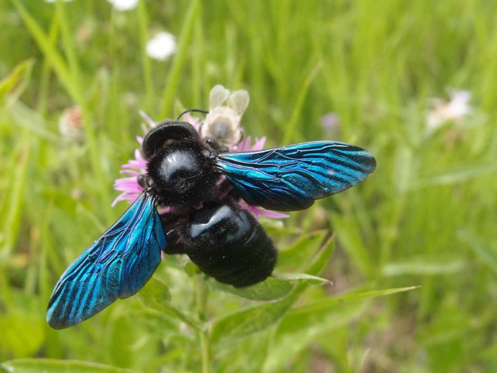 Пчела плотник - черная пчела с синими крыльями (древесная пчела)