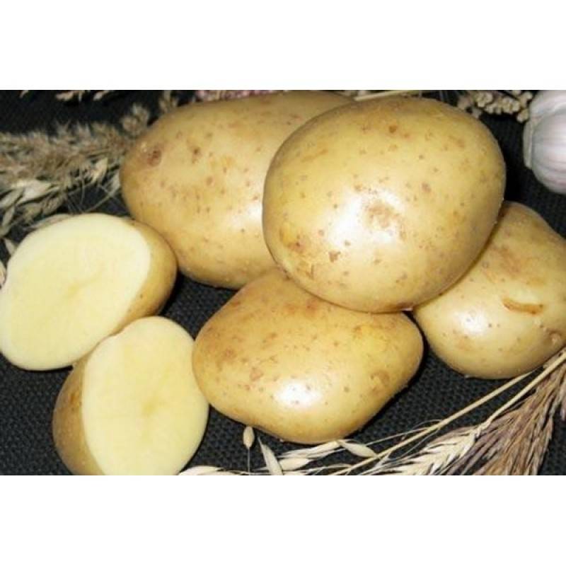 Характеристика, описание, урожайность, отзывы и фото сорта картофеля «никулинский».