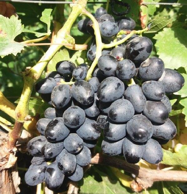 Виноград "аттика": описание сорта, фото, отзывы садоводов