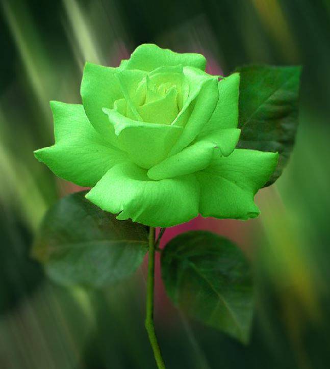 Зеленые розы сорта и фото. бывают ли зеленые розы