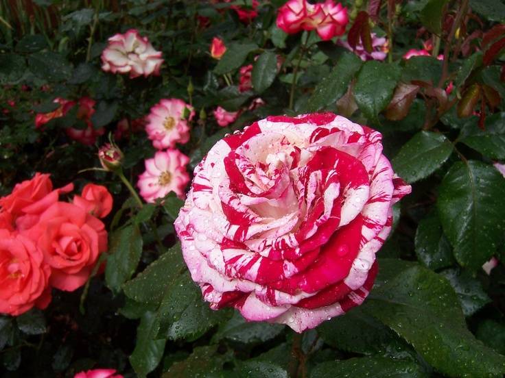 Розы грандифлора: 12 лучших популярных сортов
