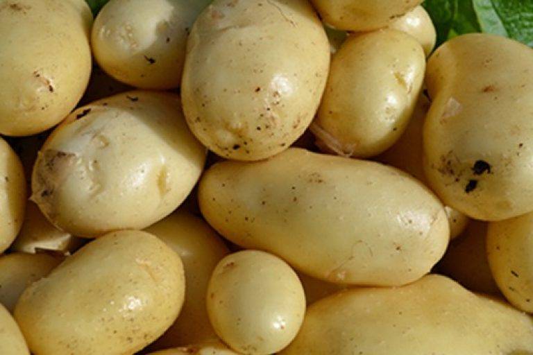 Сорокодневка картофель фото