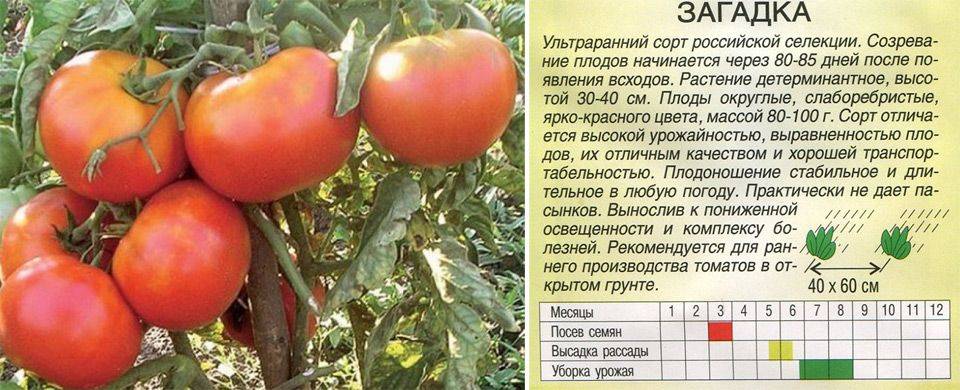 Описание томата эффект, особенности выращивания и отзывы