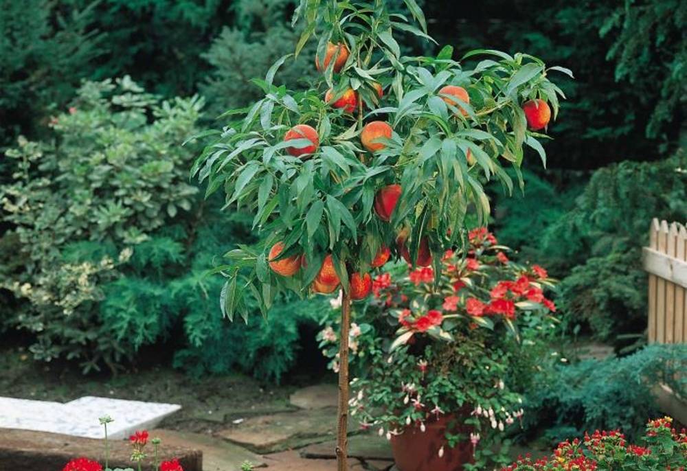 Все о правильной посадке саженца персика осенью и весной