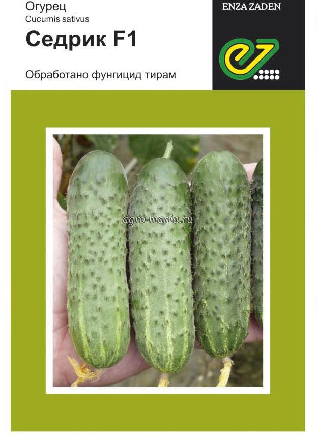 Характеристики и особенности выращивания огурцов сорта «седрик f1»