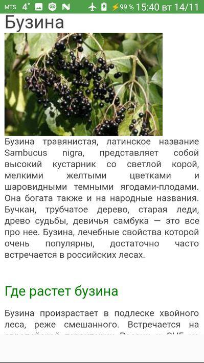 Самые красивые формы и сорта бузины для посадки в сад на supersadovnik.ru