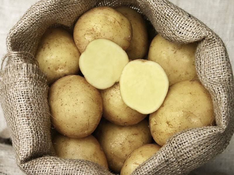 Характеристика сорта картофеля адретта