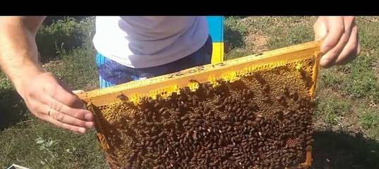 Осенняя подкормка пчел сахарным сиропом
