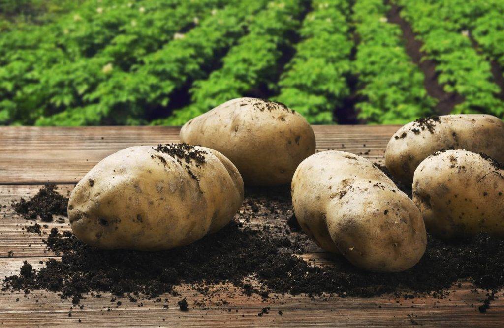 Сорт картофеля «елизавета»: характеристика, описание, урожайность, отзывы и фото. картофель елизавета: описание сорта и отзывы потребителей