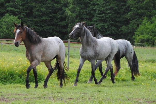 ✅ о чалой масти лошади: описание особенностей и характеристик масти чалых коней