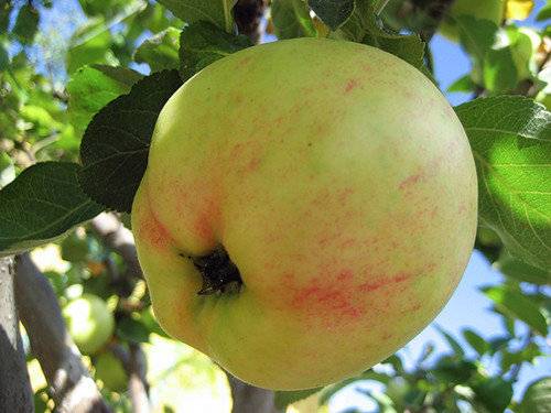 Яблоня сорта рихард: описание и характеристика, агротехника выращивания и уход, фото