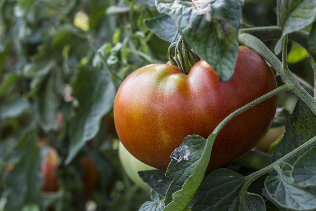 Черный бизон: описание сорта томата, характеристики помидоров, посев