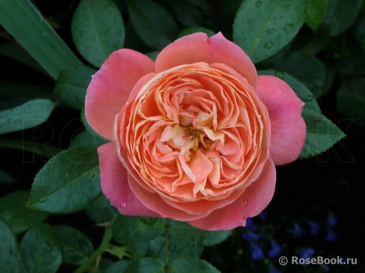 Описание розы флорибунда квин оф хартс: характеристики сортового растения, уход