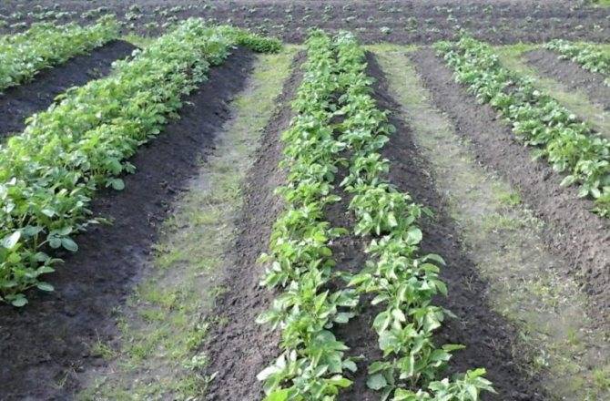 9 способов посадки картофеля весной для хорошего урожая осенью