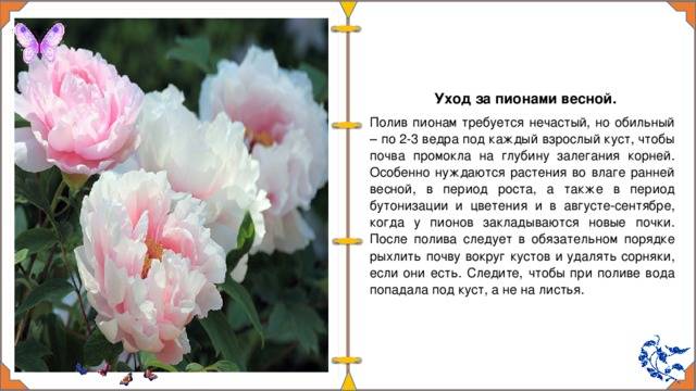 Как ухаживать за пионами в вазе – советы флористов