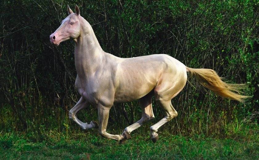 Лошади изабелловой масти: особенности окраса