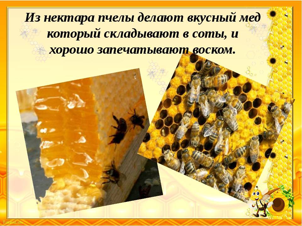 Что такое мёд? как и из чего его делают пчёлы? факты из истории мёда