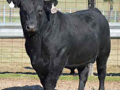 Абердин-ангусская порода коров: описание, разведение, фото
