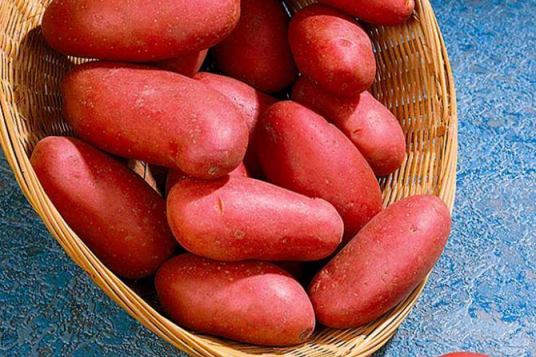 Картофель родриго: описание сорта, отзывы, фото