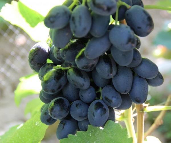 Виноград аттика: описание и уход