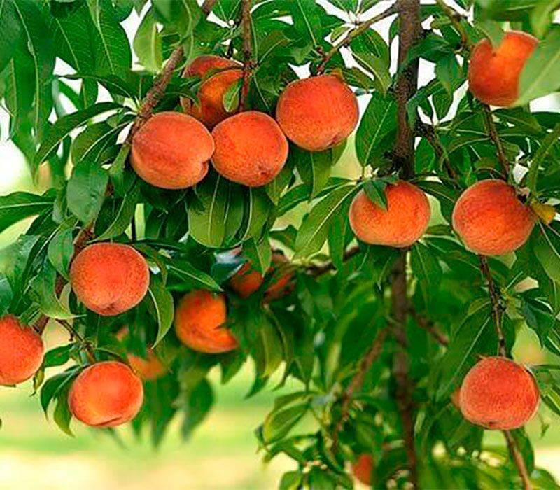 ᐉ лучшие сорта персиков на кубани - ogorod-u-doma.ru