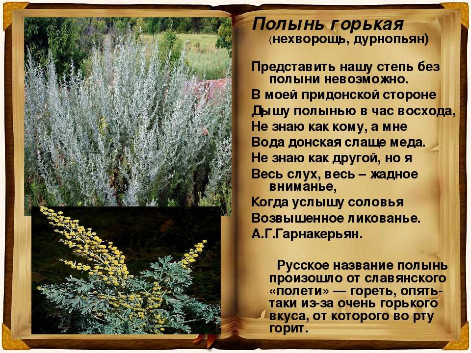 Полынь (артемизия): как выглядит горькая, шелковистая, лечебные свойства, где растет, в какой зоне, описание, фото
