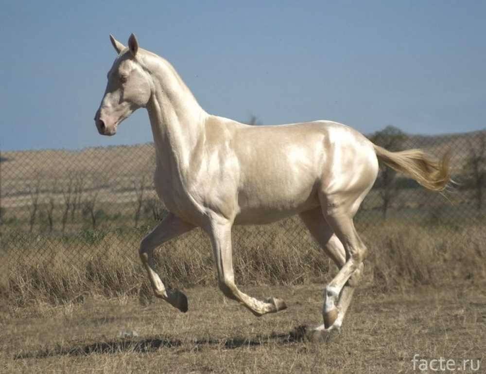 Изабелловая масть лошади - история происхождения, описание и фото