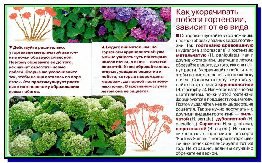 О посадке и выращивании гортензии в Сибири: как посадить в открытый грунт