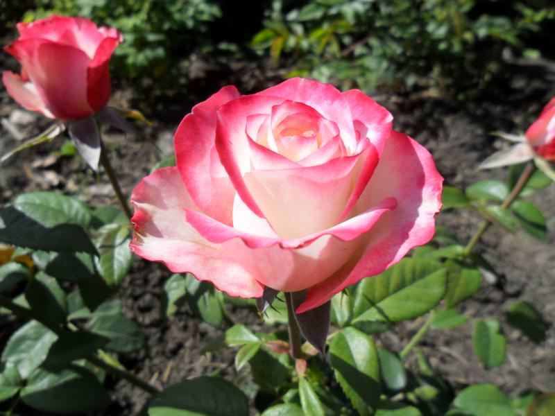 ✅ о розе свитнесс (sweetness): описание и характеристики чайно гибридной розы