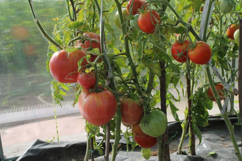 Формирование томатов в теплице: основные правила и важные нюансы