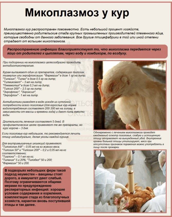 О микоплазмозе у кур, бройлеров и цыплят: симптомы и лечение заболевания