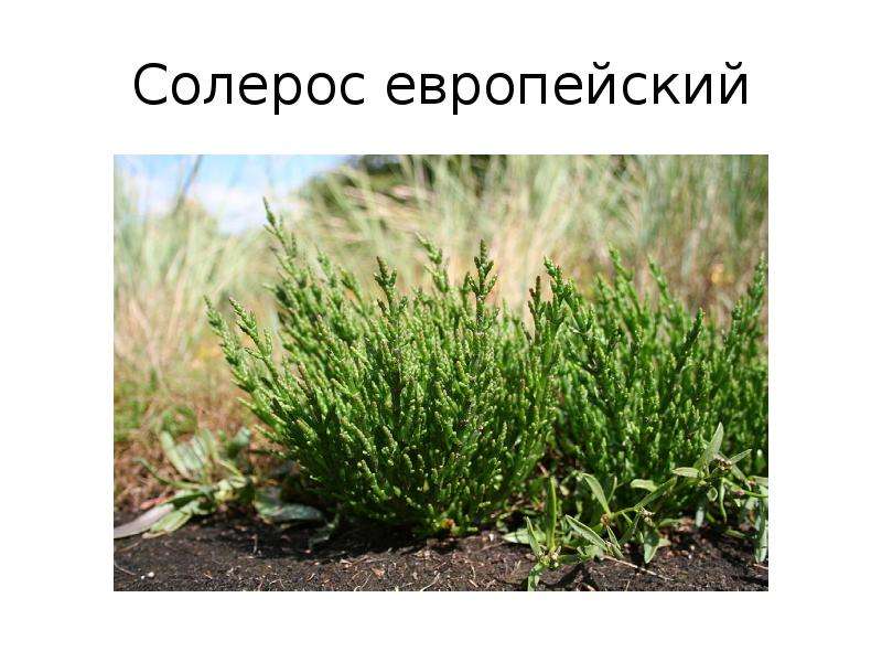 Солерос трава: описание, свойства и применение
