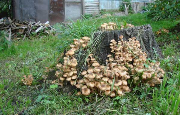 ???? как посадить грибы: 5 проверенных способов и подробная инструкция selo.guru — интернет портал о сельском хозяйстве