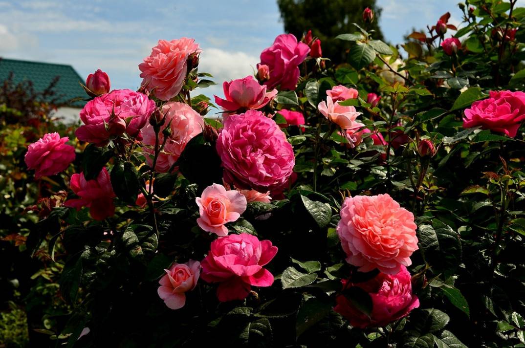 Как выращивать розу кордана дома и в открытом грунте?
