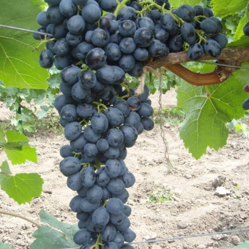 Описания, правила выращивания и отзывы о сорте винограда аттика