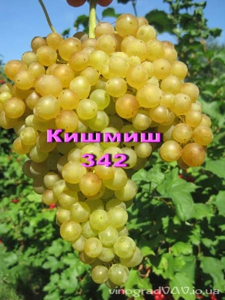Виноград кишмиш 342 - описание сорта, фото, отзывы