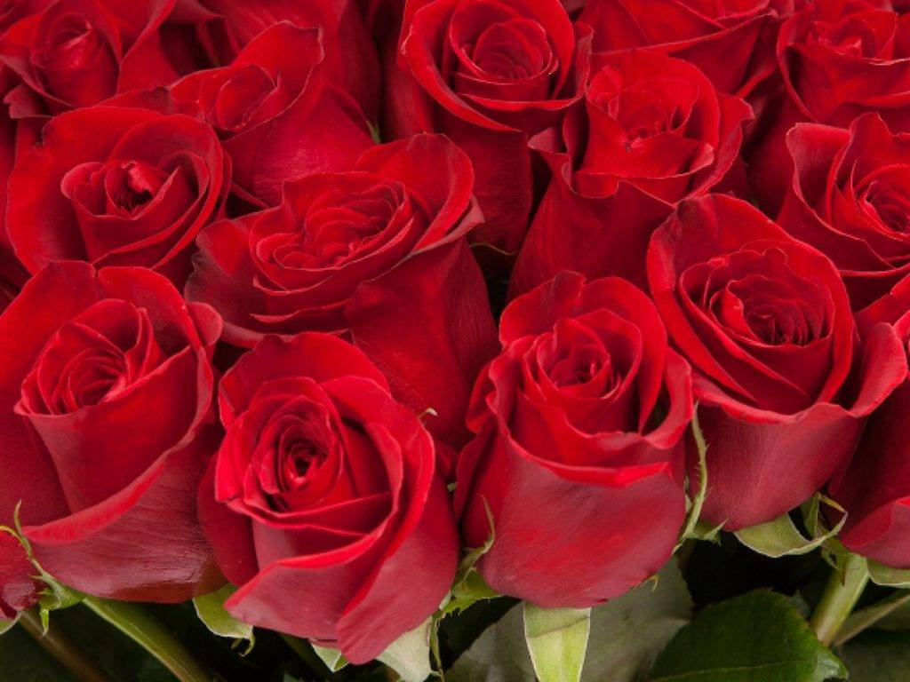 Красные розы: выбор сорта и варианты использования в декоре сада