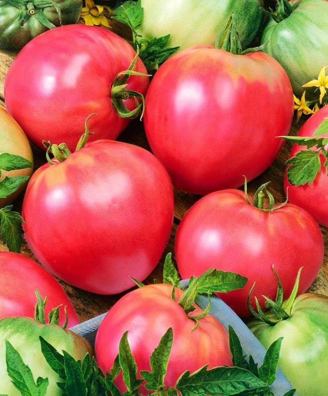 Лучшие сорта помидоров: самые сладкие, крупные и мясистые помидоры для еды в свежем виде на supersadovnik.ru