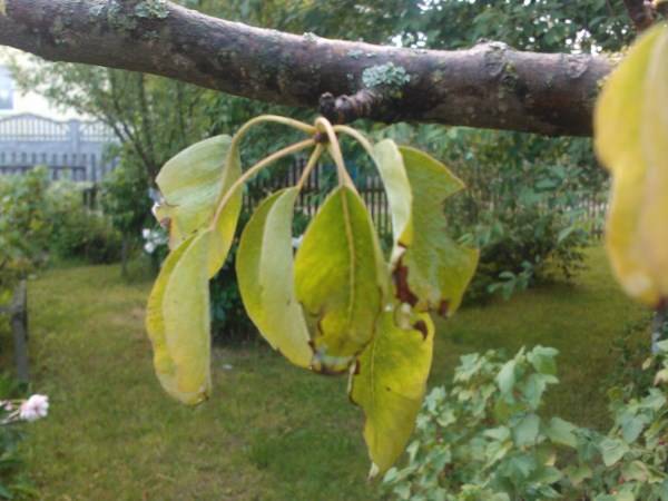 Что делать и почему желтеют листья у груши